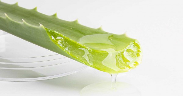 Aloe vera bitkisi